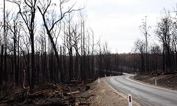 Road through burnout areas